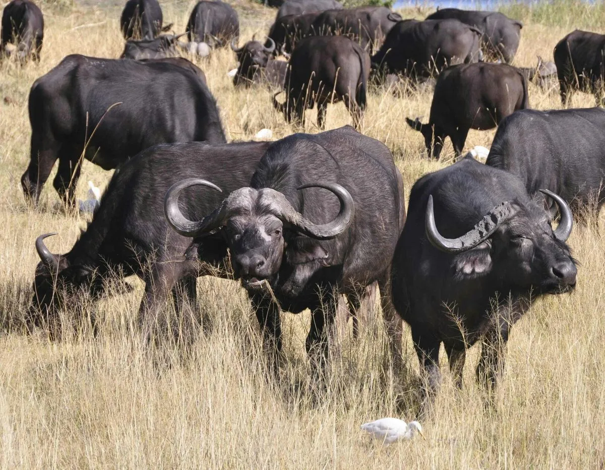 11-day Tanzania Big Five safari and Zanzibar beach holiday