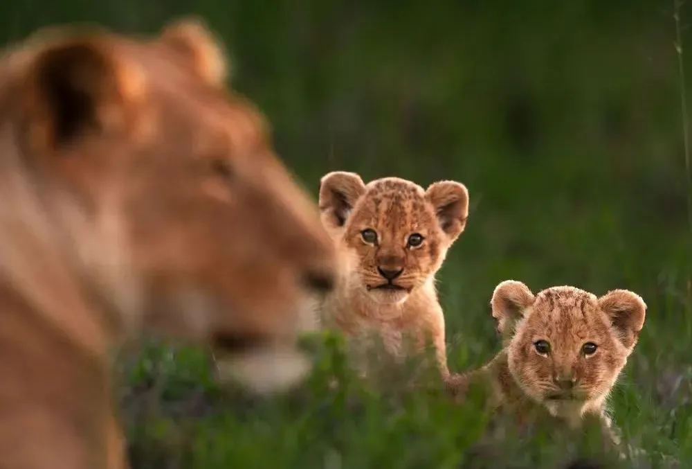 7-day Tanzania Big Five safari lion in Serengeti