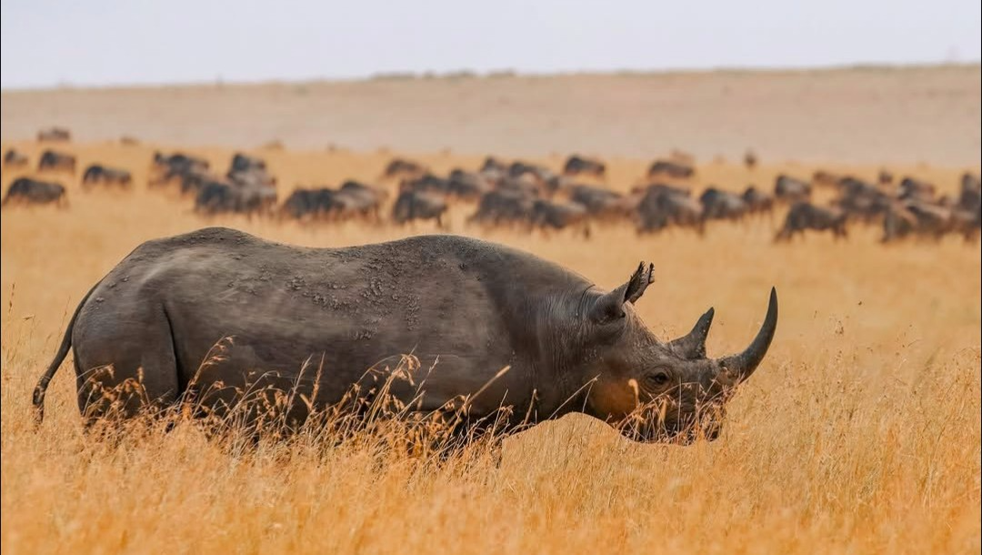 9-day Big Five safari Tanzania leopard in Serengeti