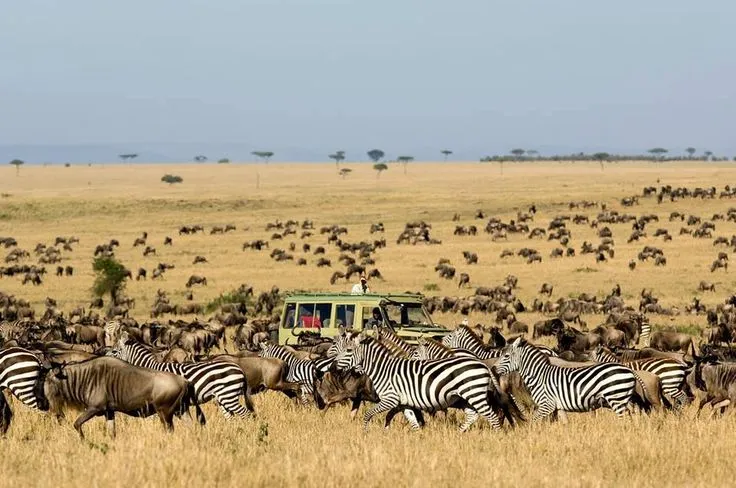 6-Day Tanzania Great Migration Safari Serengeti & Ngorongoro Adventure