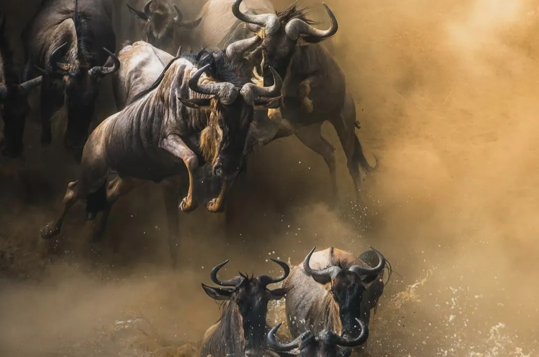 Great Migration Safari 8 Days