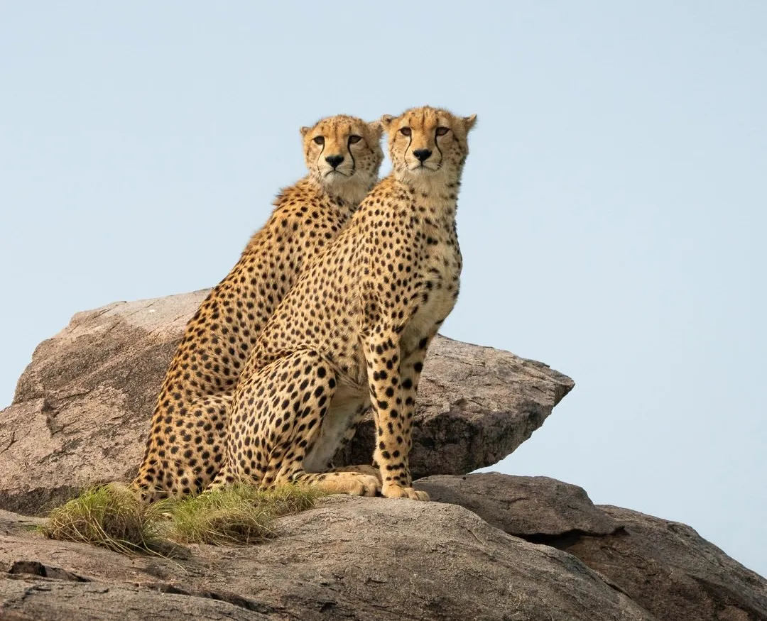 5 Days Cheetah Safari