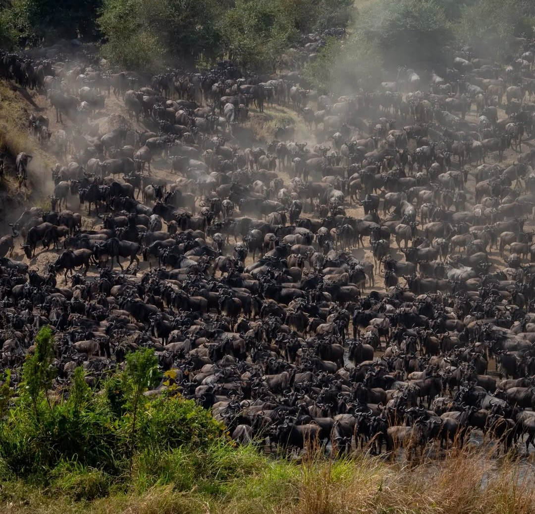 Mara River crossing in Serengeti Tanzania with wildebeest and crocodiles during the Great Migration