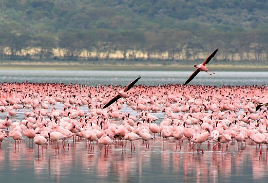 3 Days Kilimanjaro, Ngorongoro Crater and Lake Manyara Safari – Northern Circuit