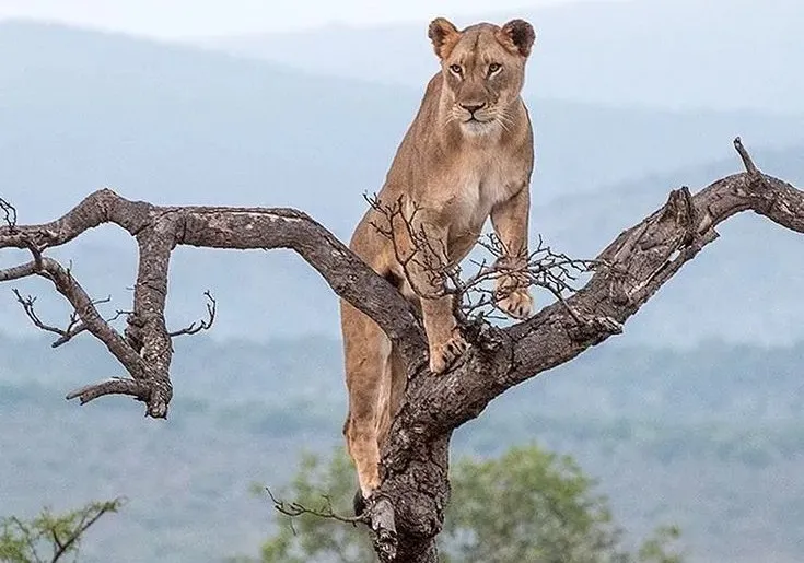 3 Days Kilimanjaro Day Hike Ngorongoro Crater and Lake Manyara Safari