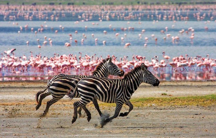 Lake Manyara National Park Day Trip – Lions and Flamingos