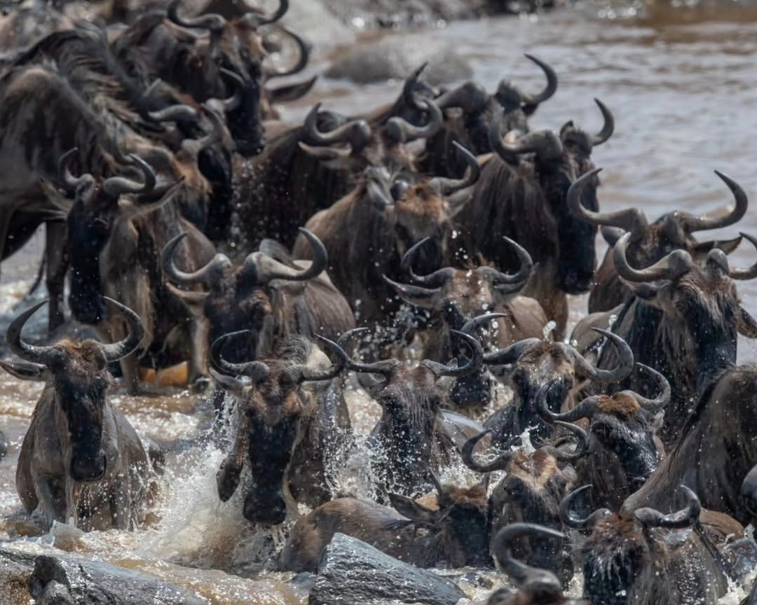 Mara River Crossing Safari