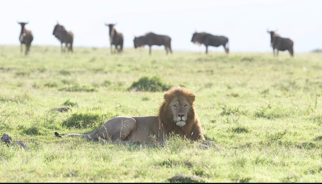 4-day Ndutu calving season safari