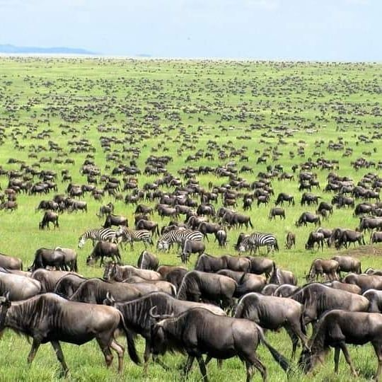 Luxury safari in Ndutu Southern Serengeti Tanzania with wildebeest calves and predators