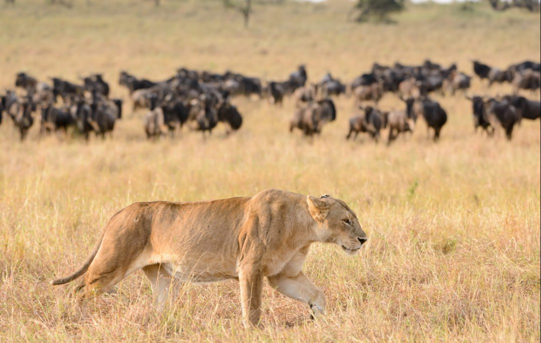 5-day luxury Serengeti migration safari glamping tented camp lions cheetahs
