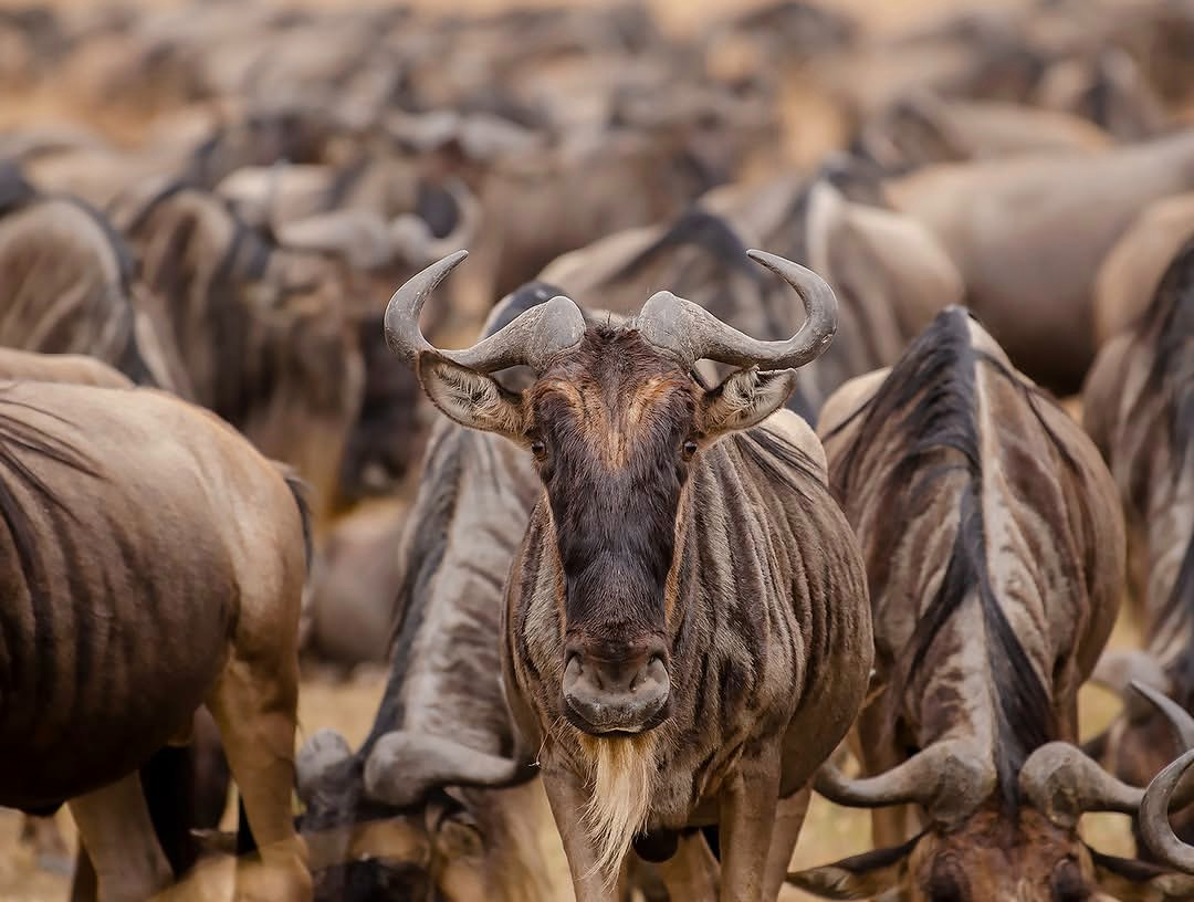 Wildebeest herds and predators on the Ndutu plains during the Great Migration