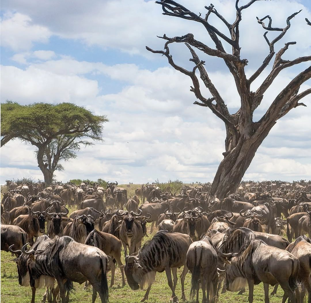 Ndutu calving season safari in Serengeti and Ngorongoro, wildebeest calves and predators