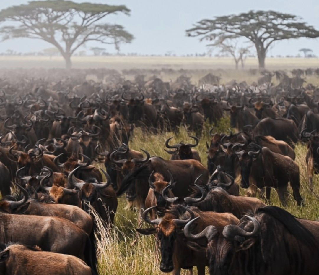 7-day luxury Northern Serengeti migration Mara River Grumeti mobile camp