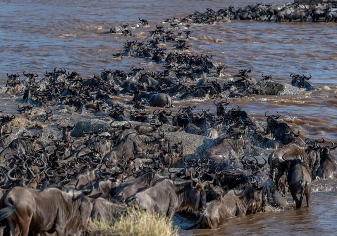 7 Days Mara River Crossing Safari