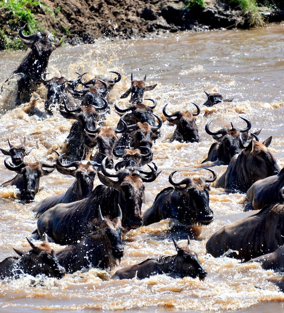 Mara River Crossing Experience