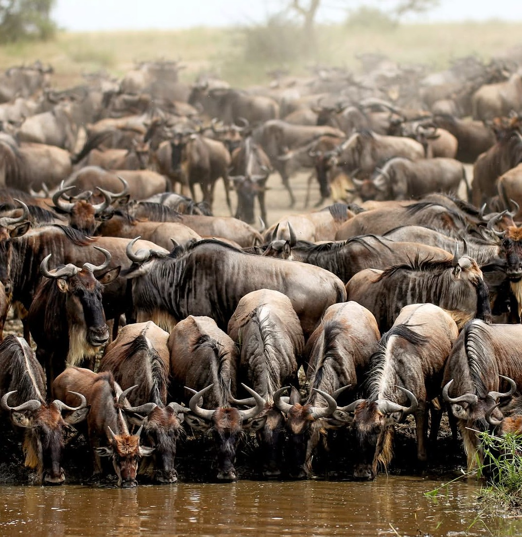 Luxury 7-day Tanzania calving season safari in Serengeti, Ngorongoro, Lake Natron and Tarangire, wildebeest calves, flamingos and predators