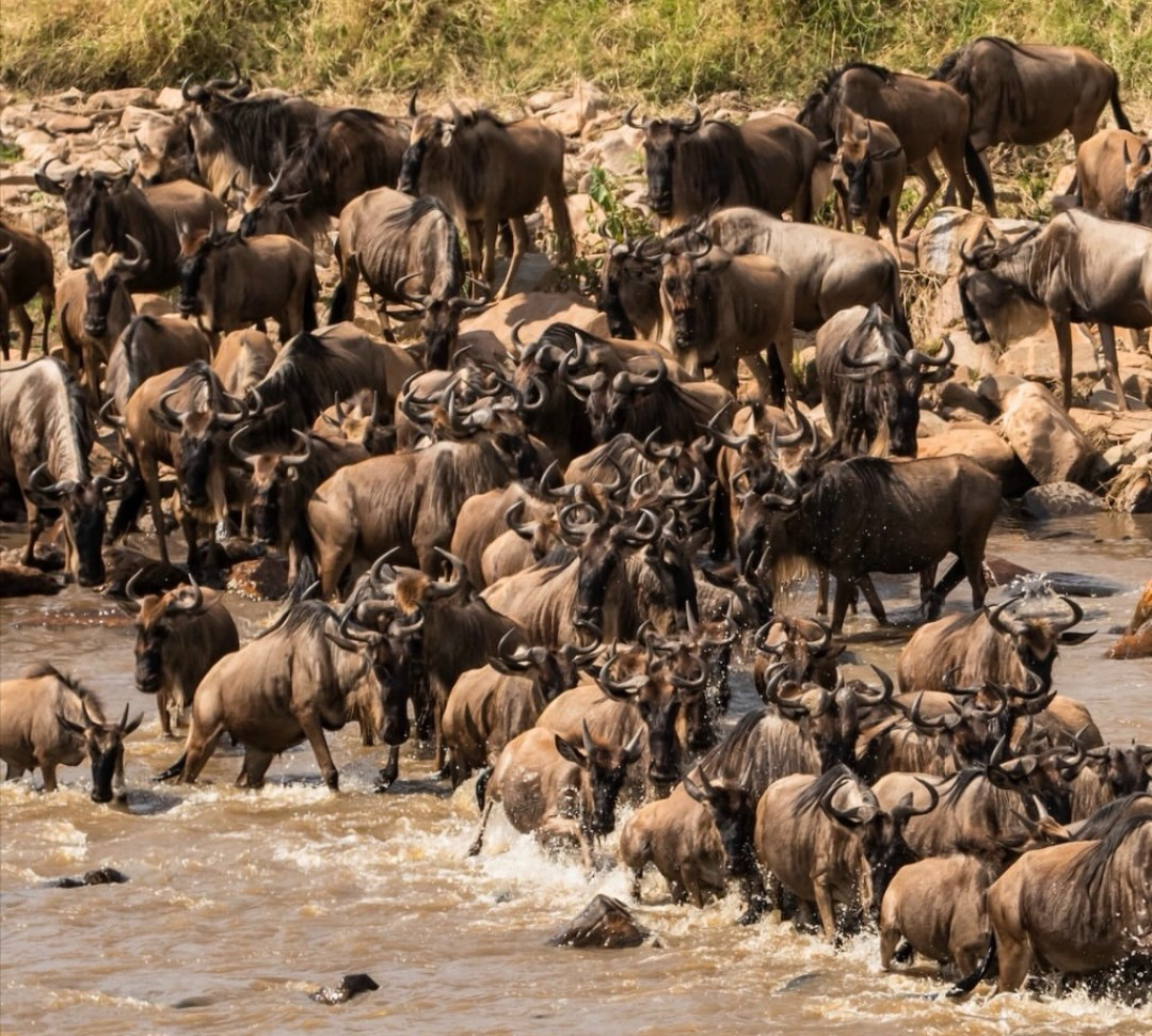 Great Migration safari
