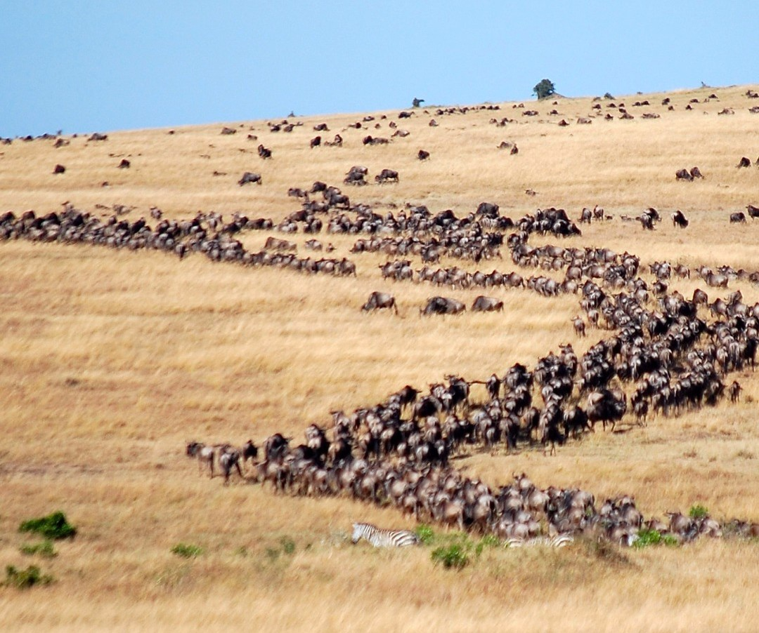 Great Migration safari in the Serengeti