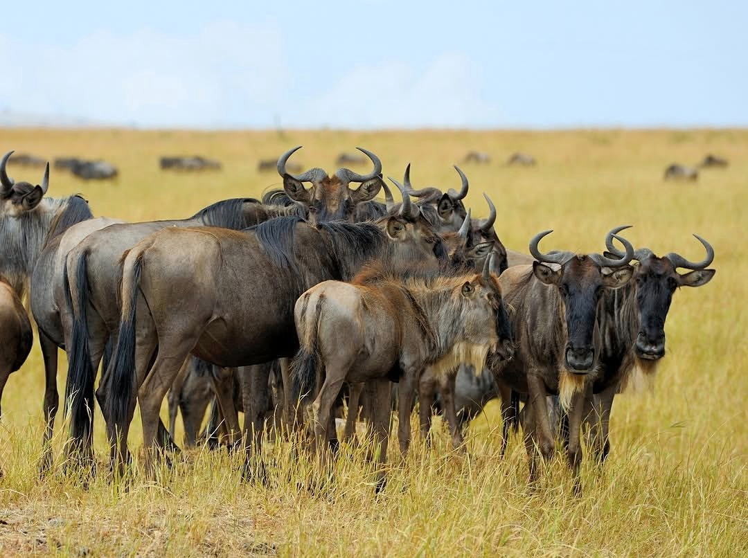 Calving season safari
