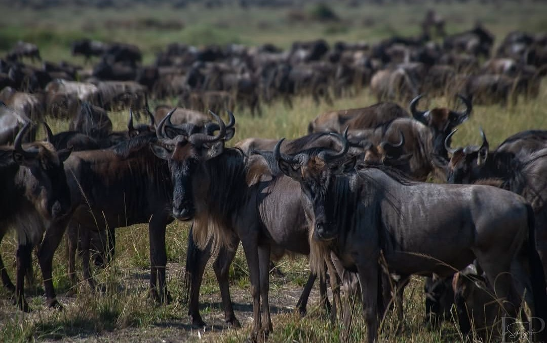 Ndutu Calving Season Safari