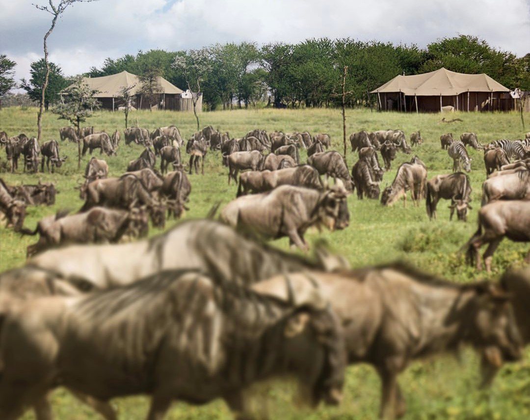 All Tanzania safari packages