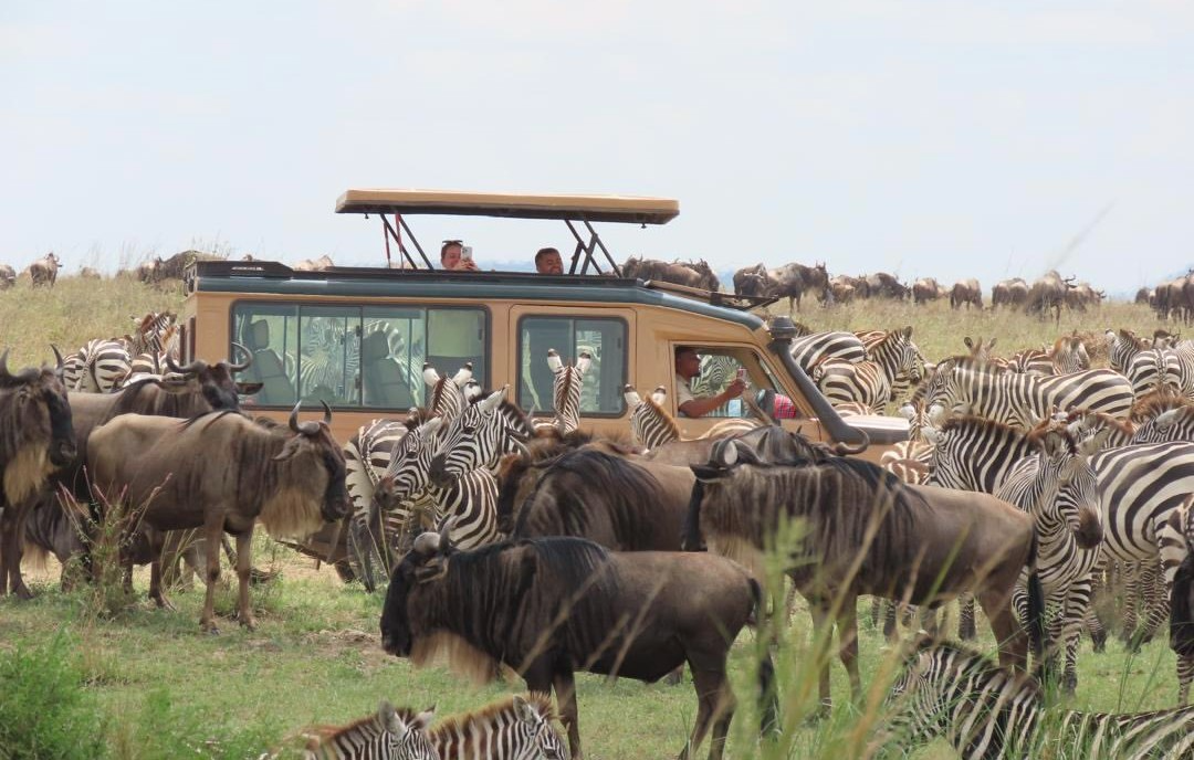 6-day calving season safari