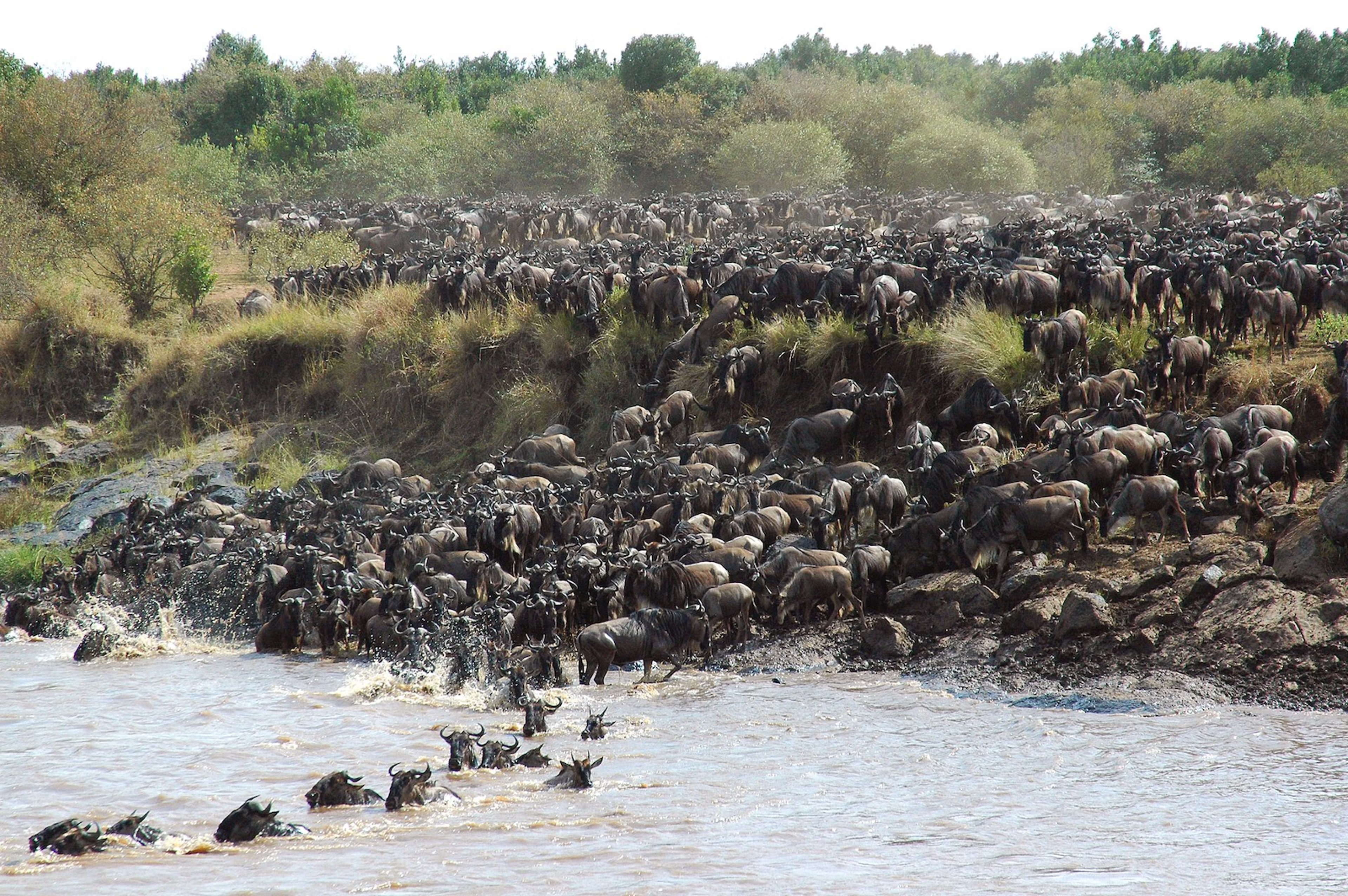 Great Migration wildebeest Serengeti Tanzania river crossing