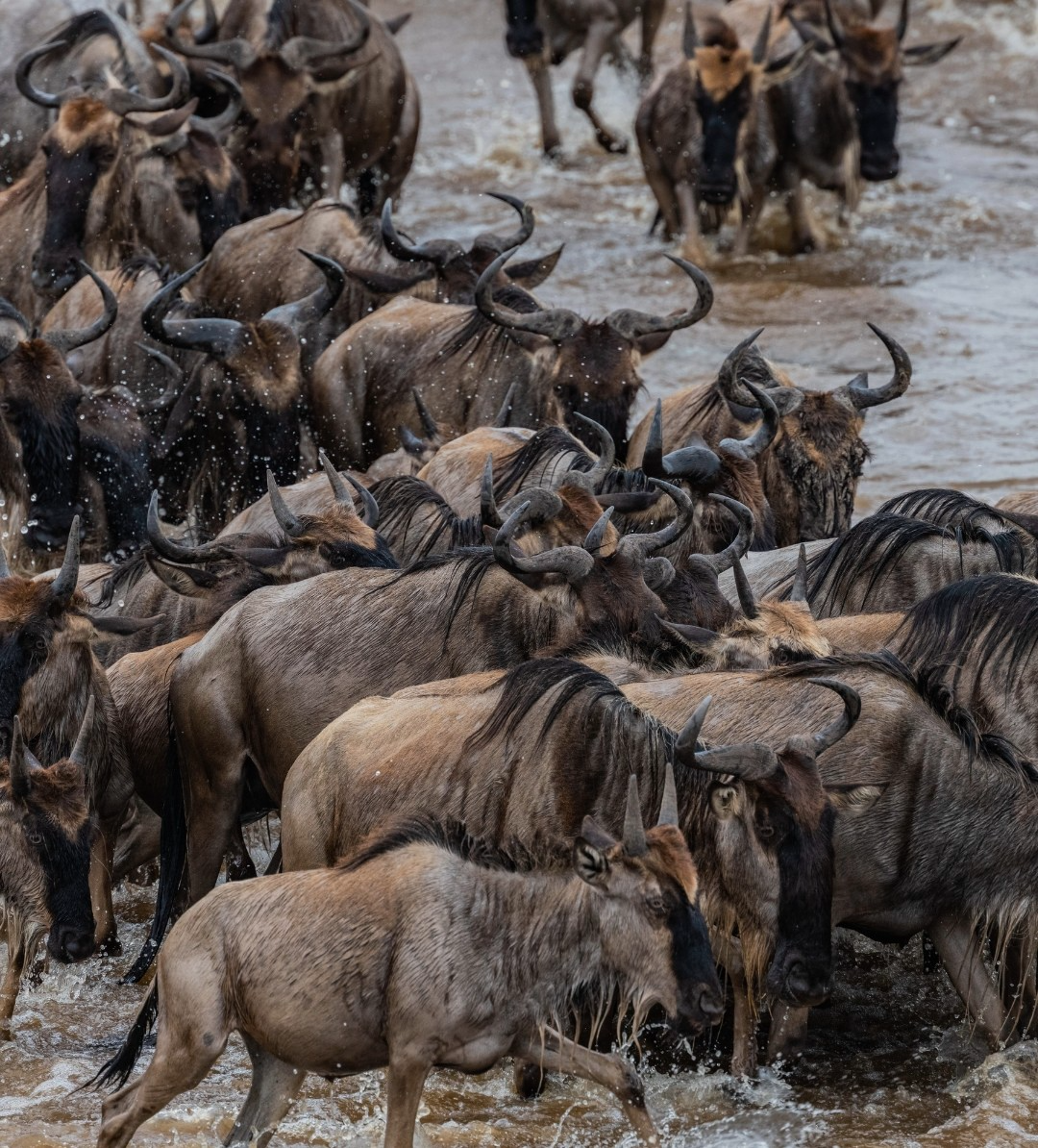 10-day migration safaris