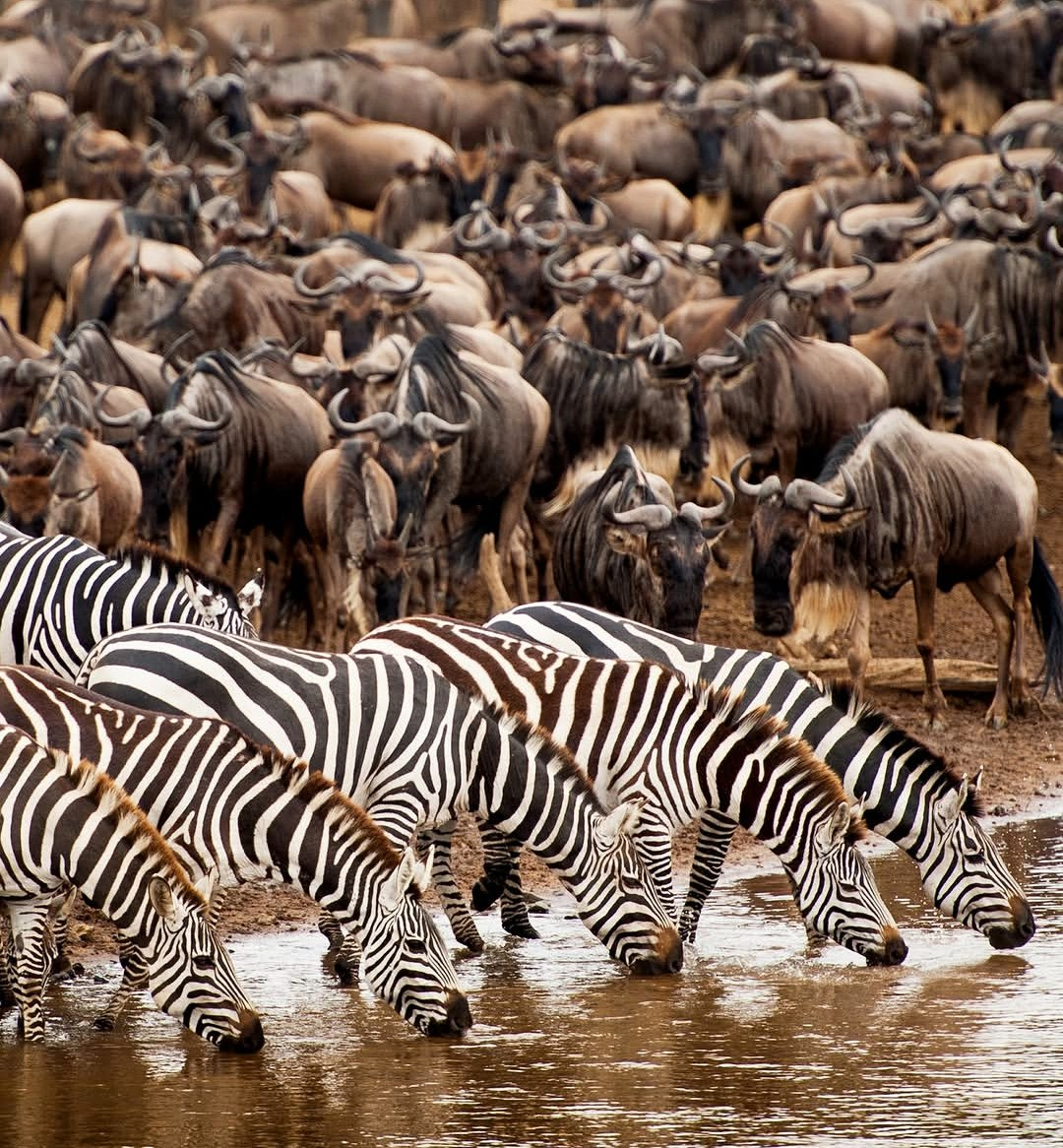 Great Migration herds crossing the Serengeti plains