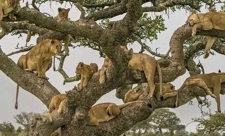 6 Day Tanzania Safari