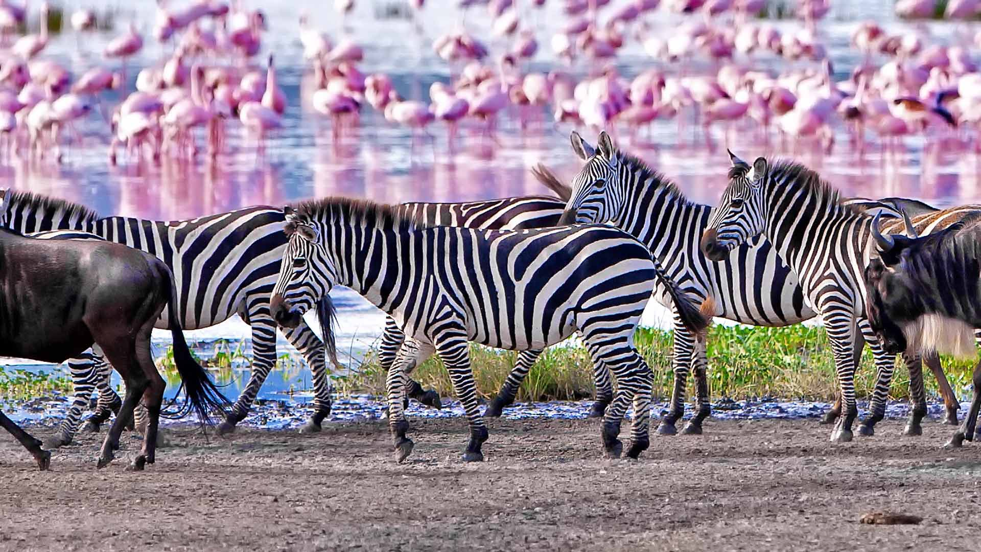 Mara River Crossing with Manyara