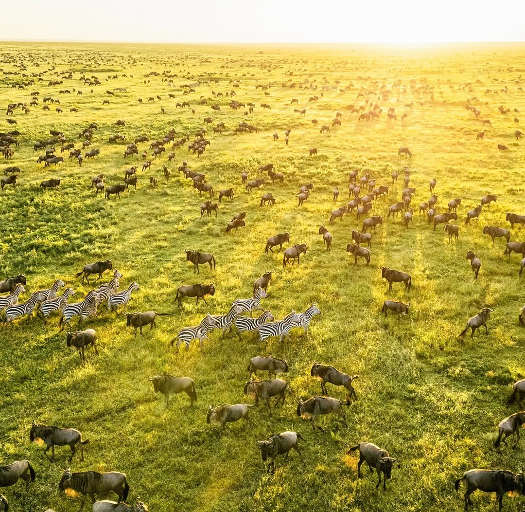 Great Migration herds crossing the Serengeti plains