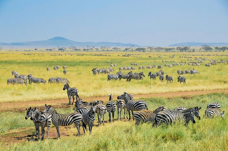 4 Days Serengeti & Ngorongoro Safari