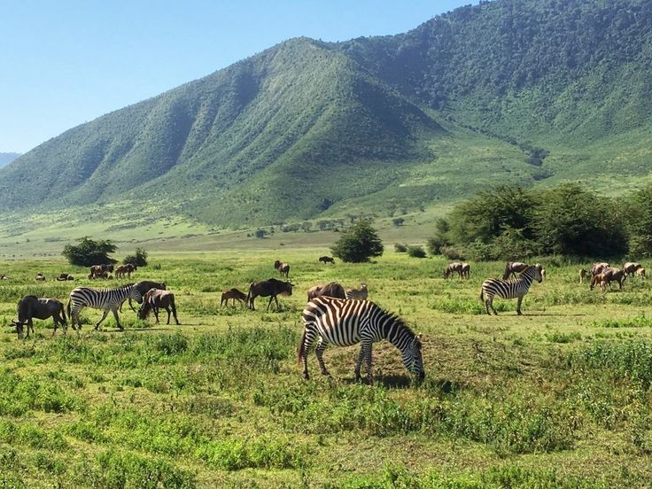 Ngorongoro Crater Day Trip – Wildlife Safari
