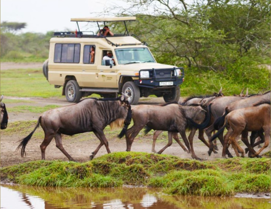 4-day Serengeti Great Migration safari Tarangire Ngorongoro wildebeest herds