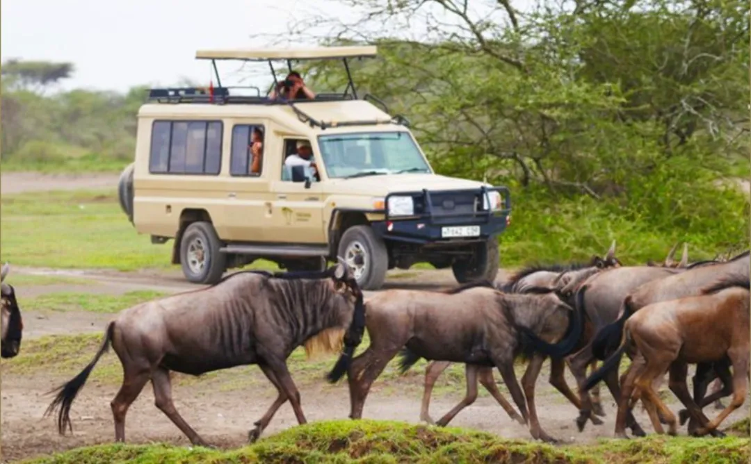5-Day Ndutu Calving Season Safari