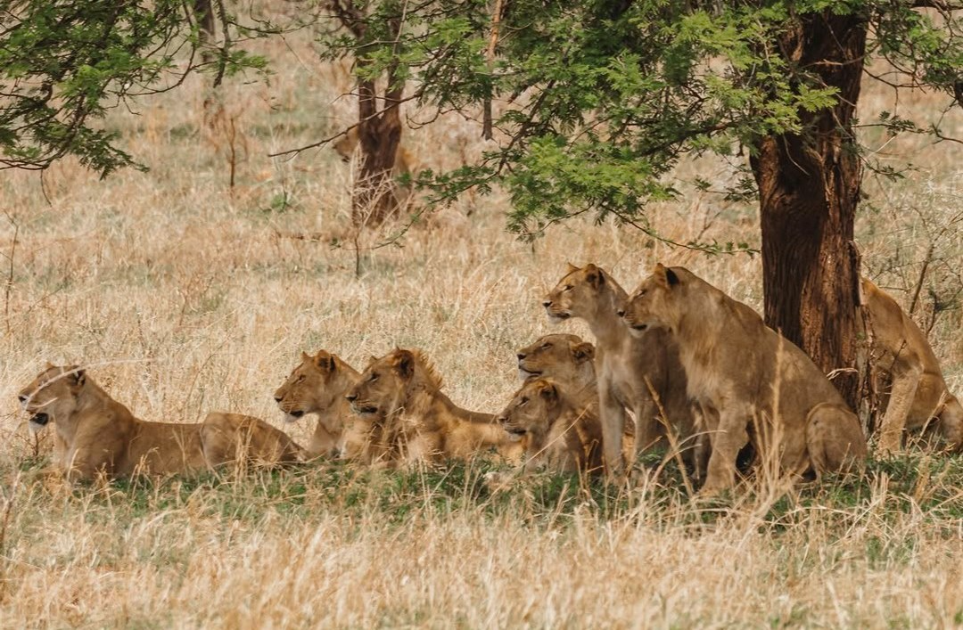 7-Day Great Migration Calving Season Safari