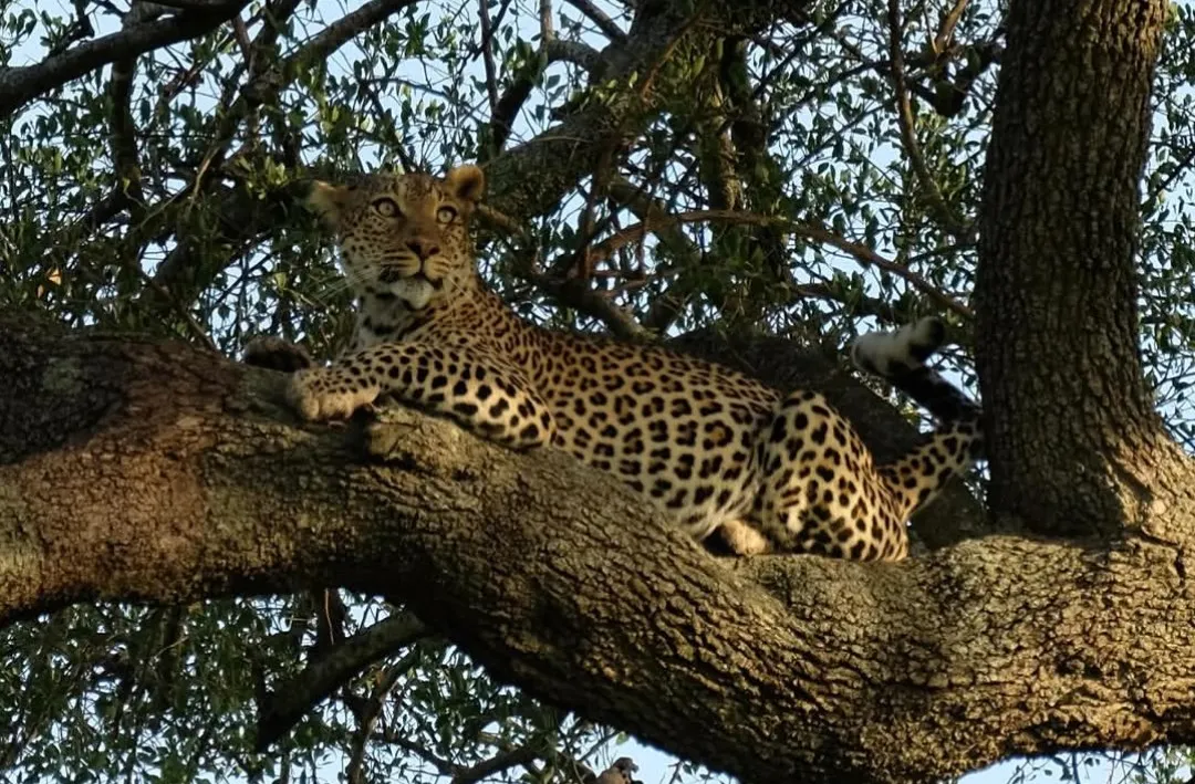7-day Tanzania safari visiting Tarangire, Serengeti and Ngorongoro with private 4x4 Land Cruiser