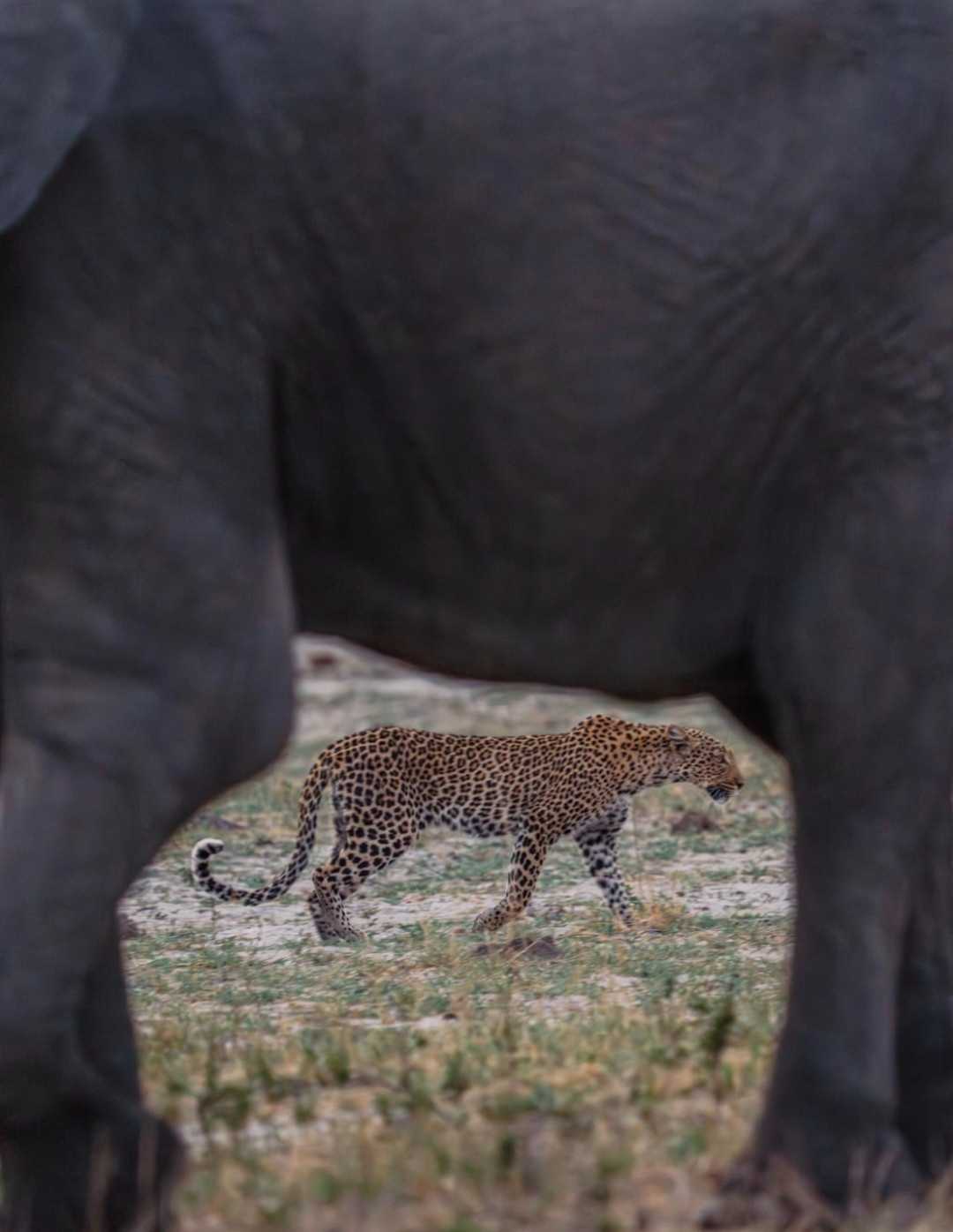 Calving Season Luxury Safari