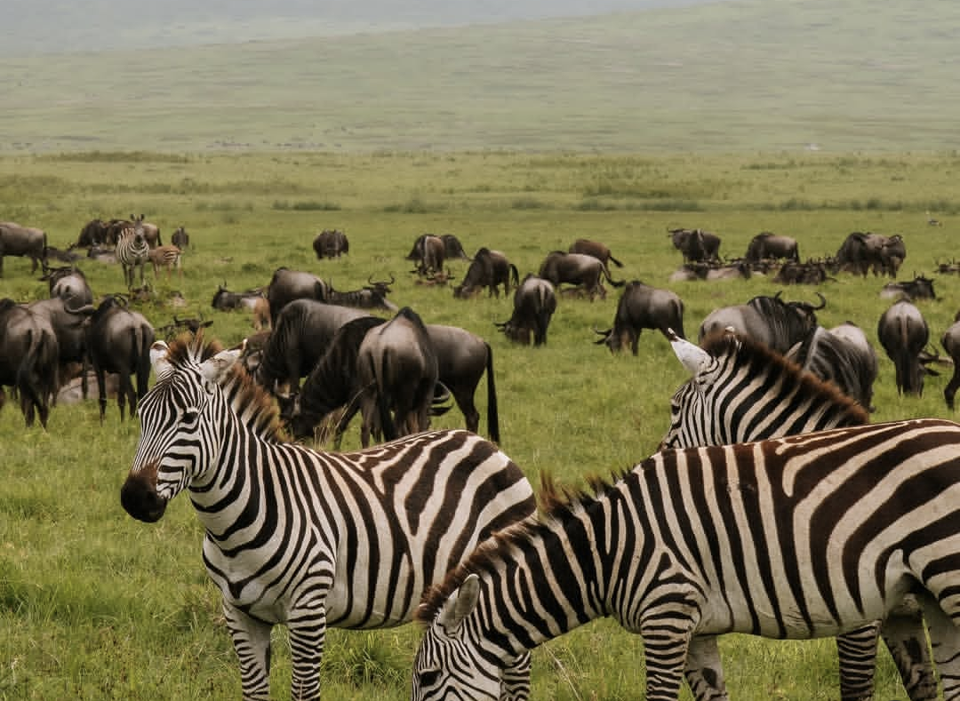 5 Days Tanzania Safari Tarangire, Serengeti, Ngorongoro & Manyara