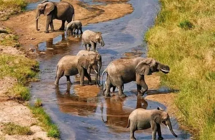 Elephants and baobab trees in Tarangire National Park